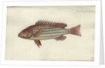 Lutjanus quinquelineatus, before 1790 by Johann Friedrich Hennig
