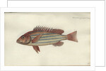 Lutjanus quinquelineatus, before 1790 by Johann Friedrich Hennig