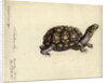 Terrapene carolina, by Friedrich Zehelein by Daniel Friedrich Sotzmann