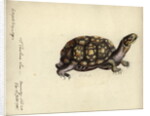 Terrapene carolina, by Friedrich Zehelein by Daniel Friedrich Sotzmann