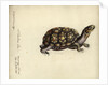 Terrapene carolina, by Friedrich Zehelein by Daniel Friedrich Sotzmann
