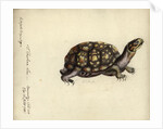 Terrapene carolina, by Friedrich Zehelein by Daniel Friedrich Sotzmann