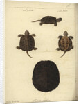 Emys orbicularis, before 1801 by Friedrich Wilhelm Wunder