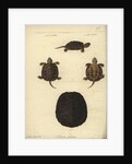 Emys orbicularis, before 1801 by Friedrich Wilhelm Wunder