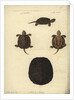 Emys orbicularis, before 1801 by Friedrich Wilhelm Wunder
