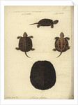 Emys orbicularis, before 1801 by Friedrich Wilhelm Wunder
