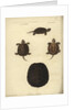 Emys orbicularis, before 1801 by Friedrich Wilhelm Wunder