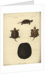 Emys orbicularis, before 1801 by Friedrich Wilhelm Wunder