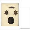 Emys orbicularis, before 1801 by Friedrich Wilhelm Wunder