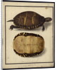 Chrysemys picta, before 1792 by Friedrich Wilhelm Wunder
