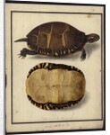 Chrysemys picta, before 1792 by Friedrich Wilhelm Wunder