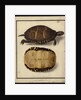 Chrysemys picta, before 1792 by Friedrich Wilhelm Wunder