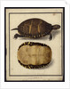Chrysemys picta, before 1792 by Friedrich Wilhelm Wunder