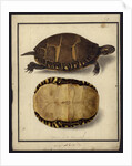 Chrysemys picta, before 1792 by Friedrich Wilhelm Wunder