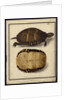 Chrysemys picta, before 1792 by Friedrich Wilhelm Wunder