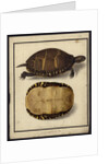 Chrysemys picta, before 1792 by Friedrich Wilhelm Wunder