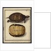 Chrysemys picta, before 1792 by Friedrich Wilhelm Wunder