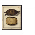 Chrysemys picta, before 1792 by Friedrich Wilhelm Wunder