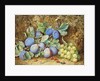 Plums and Grapes, 1877 by Thomas Collier