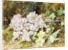 Almond Blossoms and Primroses, 1868 by John Jessop Hardwick