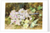 Almond Blossoms and Primroses, 1868 by John Jessop Hardwick