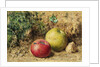 The Contrast - Red and Green Apples, c.1860 by William Henry Hunt