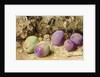Ripe and Unripe Plums, c.1860 by William Henry Hunt