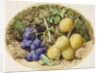Golden Drop Plums and Black Grapes, c.1860 by William Henry Hunt