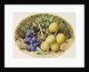 Golden Drop Plums and Black Grapes, c.1860 by William Henry Hunt