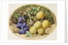 Golden Drop Plums and Black Grapes, c.1860 by William Henry Hunt