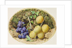 Golden Drop Plums and Black Grapes, c.1860 by William Henry Hunt