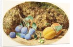 Purple Plums, Apricots and Woodnuts, c.1860 by William Henry Hunt