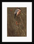 The Bullfinch by Edwin John Alexander