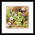 Sorrel and Shell, c.1865-74 by Helen Cordelia Coleman Angell