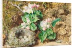 Bird's nest and apple blossom by William Henry Hunt