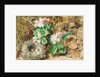 Bird's nest and apple blossom by William Henry Hunt