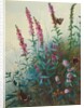 Purple Loosestrife and Watermint, c.1910-20 by Archibald Thorburn