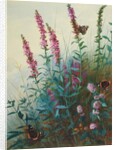 Purple Loosestrife and Watermint, c.1910-20 by Archibald Thorburn
