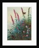 Purple Loosestrife and Watermint, c.1910-20 by Archibald Thorburn