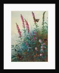 Purple Loosestrife and Watermint, c.1910-20 by Archibald Thorburn
