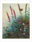 Purple Loosestrife and Watermint, c.1910-20 by Archibald Thorburn