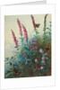 Purple Loosestrife and Watermint, c.1910-20 by Archibald Thorburn