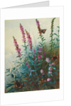 Purple Loosestrife and Watermint, c.1910-20 by Archibald Thorburn