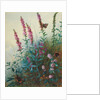 Purple Loosestrife and Watermint, c.1910-20 by Archibald Thorburn
