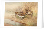 Snipe by William Woodhouse