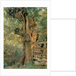 Pollard elm on the edge of the village pound by William Henry Hunt