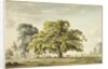 A Walnut Tree at Denton, near Grantham by Anthony Devis