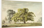 A Walnut Tree at Denton, near Grantham by Anthony Devis