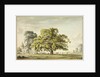 A Walnut Tree at Denton, near Grantham by Anthony Devis