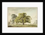 A Walnut Tree at Denton, near Grantham by Anthony Devis